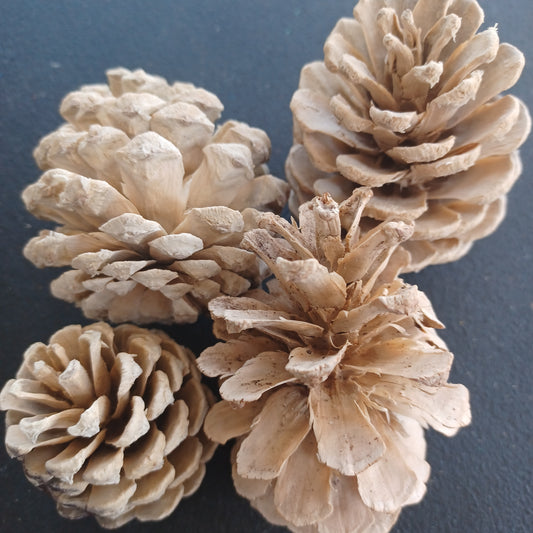 Bleached Pinecones